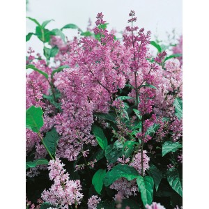 OBI Amerikanischer Flieder "Minuet" Violett Höhe ca. 40 - 50 cm Topf ca. 3,5 l