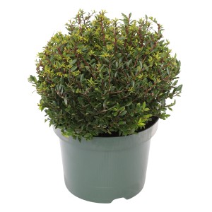 Berg-Ilex "Twiggy" Höhe ca. 10 - 20 cm Topf ca. 2,3 l Ilex crenata