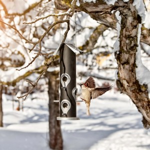 Vogelfuttersäule mit Saatmischung, 35 cm, mit Spatz im Wintergarten.