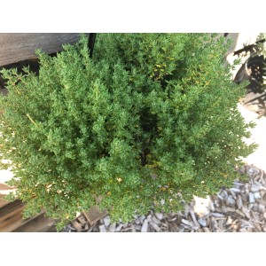 Blu Bio-Rosen-Thymian im Topf, grüne Blätter. Aromatische Kräuter für Küche und Garten.