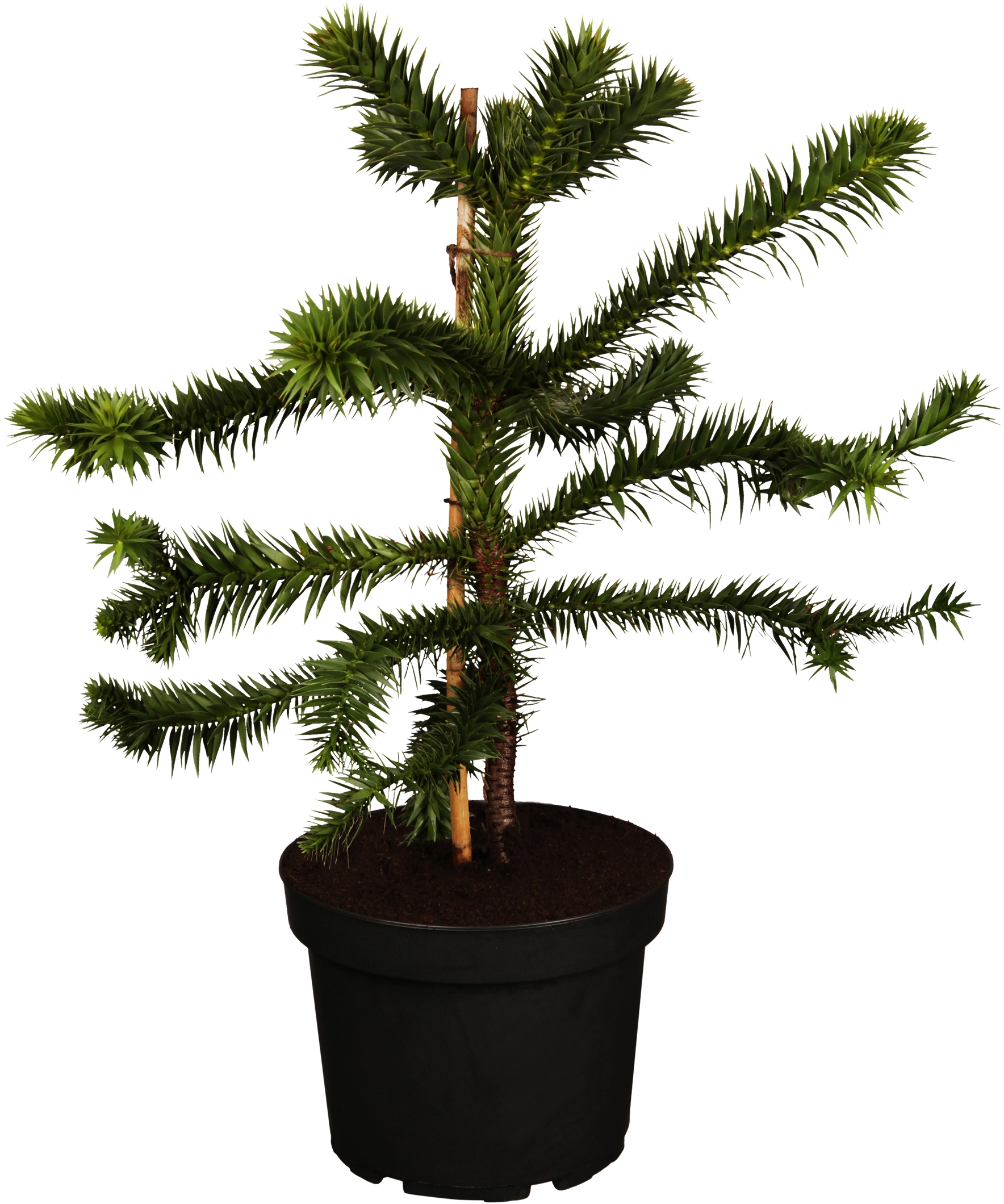OBI Chilenische Schmucktanne Höhe ca. 20 30 cm Topf ca. 3 l Araucaria