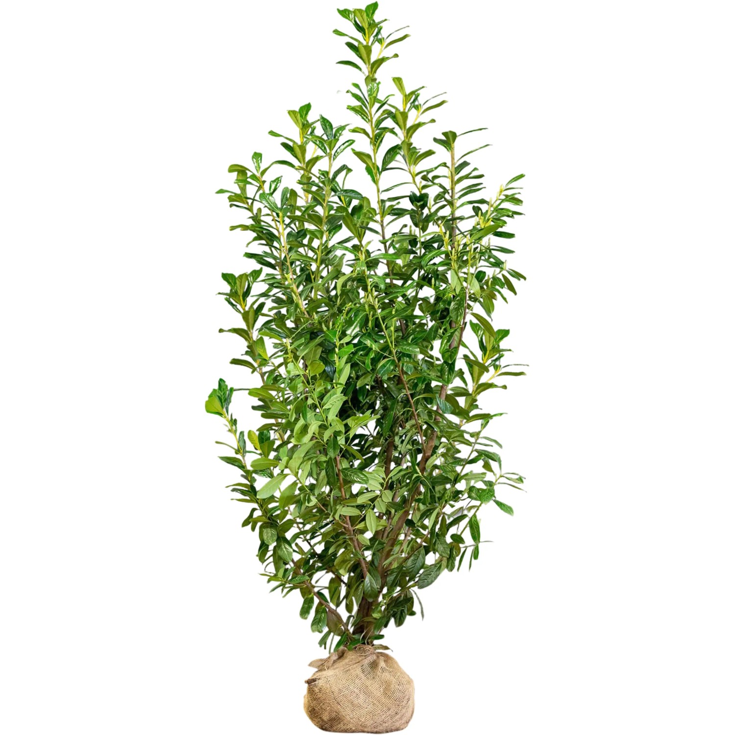 philodendron bipinnatifidum variegated Variegated Philodendron Florida Beauty - 6