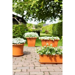 Florus Pflanztöpfe Cilindro in Terrakotta mit weißen Blumen auf einer Terrasse.