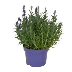 Lavendel Essence Duo im Topf, violett-weiße Blüten, Topf-Ø ca. 13 cm.