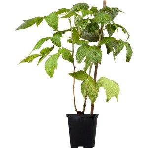 GROW by OBI Bio Himbeere "Little Red Frosty" Rot ca. 20-30cm Topf ca. 2 l Rubus