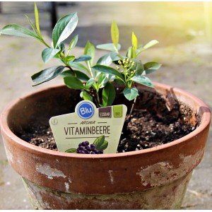 Filzige Apfelbeere (Aronia) im Topf, ca. 12 cm Ø. Vitaminreiche Beeren für Garten und Balkon.