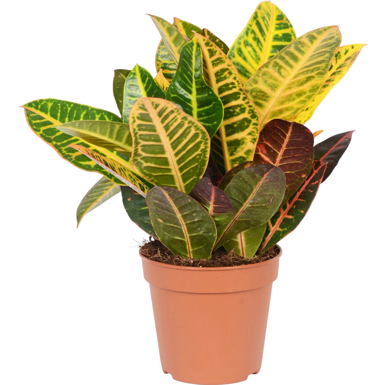 Wunderstrauch Höhe ca. 65 cm TopfØ 21 cm Codiaeum variegatum kaufen