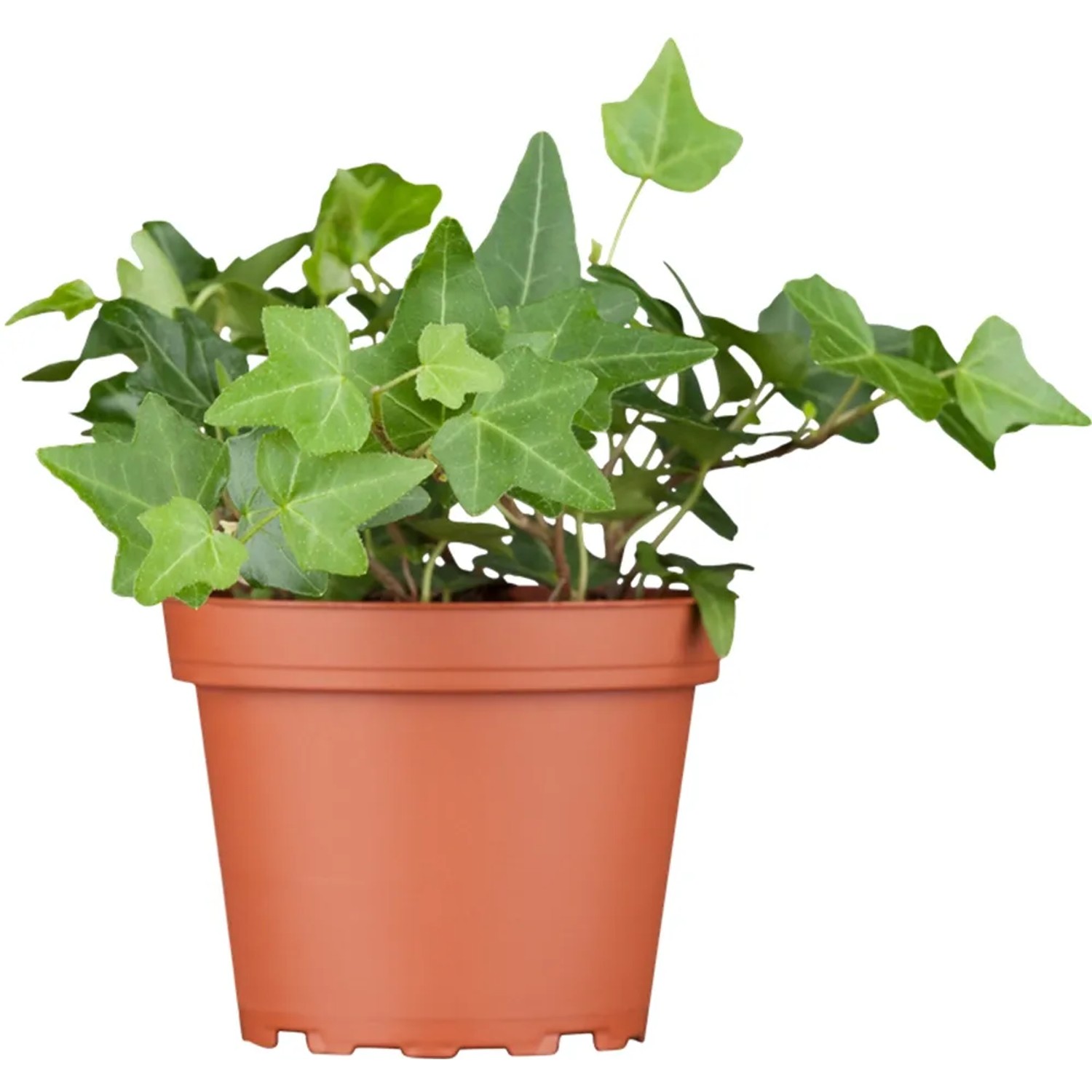 Efeu "Plattensee" Hhe ca. 5 - 10 cm Topf ca. 0,5 l Hedera kaufen bei OBI