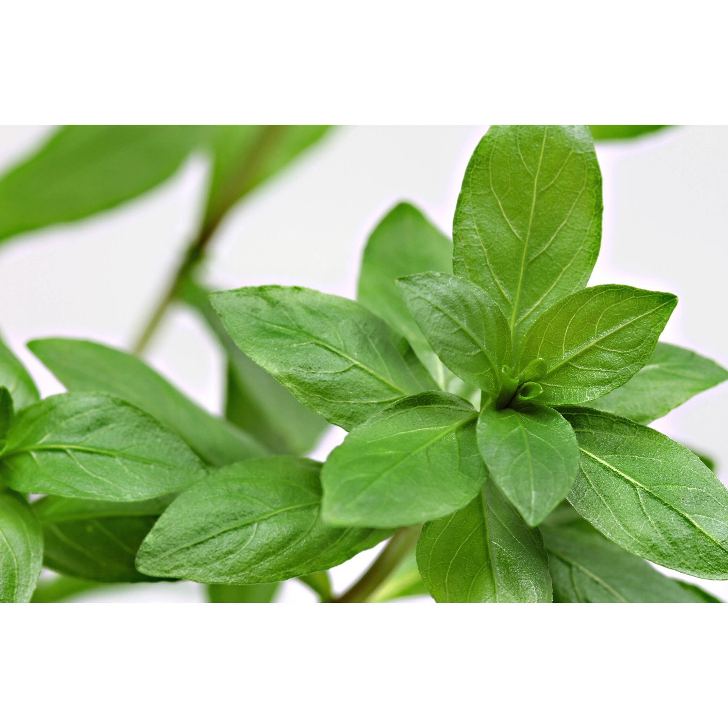 Dennerle Aquariumpflanze Hygrophila Polysperma mit grünen Blättern.