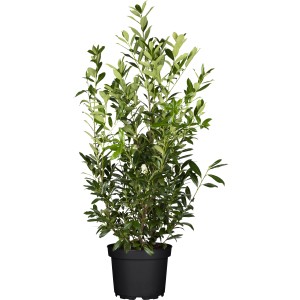 Kirschlorbeer Caucasica im Topf, ca. 60-80 cm hoch, grüne Blätter.