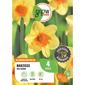 Narzisse Red Devon, gelb-orange, 4 Stück. Blumenzwiebeln für Frühling.