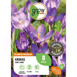 Verpackung Krokus Ruby Giant, 8 Stück. Violette Krokusse mit gelben Staubgefäßen. Blumenzwiebeln für Frühjahrsblüher.