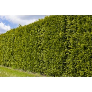 Foto einer dichten, grünen Lebensbaum Brabant Hecke (Thuja) im Garten.