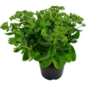 Grüne Grow by OBI Fetthenne (Sedum) im Topf, ca. 15 cm Ø. Aufrechte Staude für sonnige Standorte.