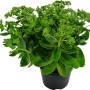 Grüne Grow by OBI Fetthenne (Sedum) im Topf, ca. 15 cm Ø. Aufrechte Staude für sonnige Standorte.