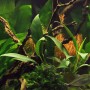 Dennerle Anubias barteri Glabra, eine grüne Aquariumpflanze für den Mittelgrund im Aquarium.