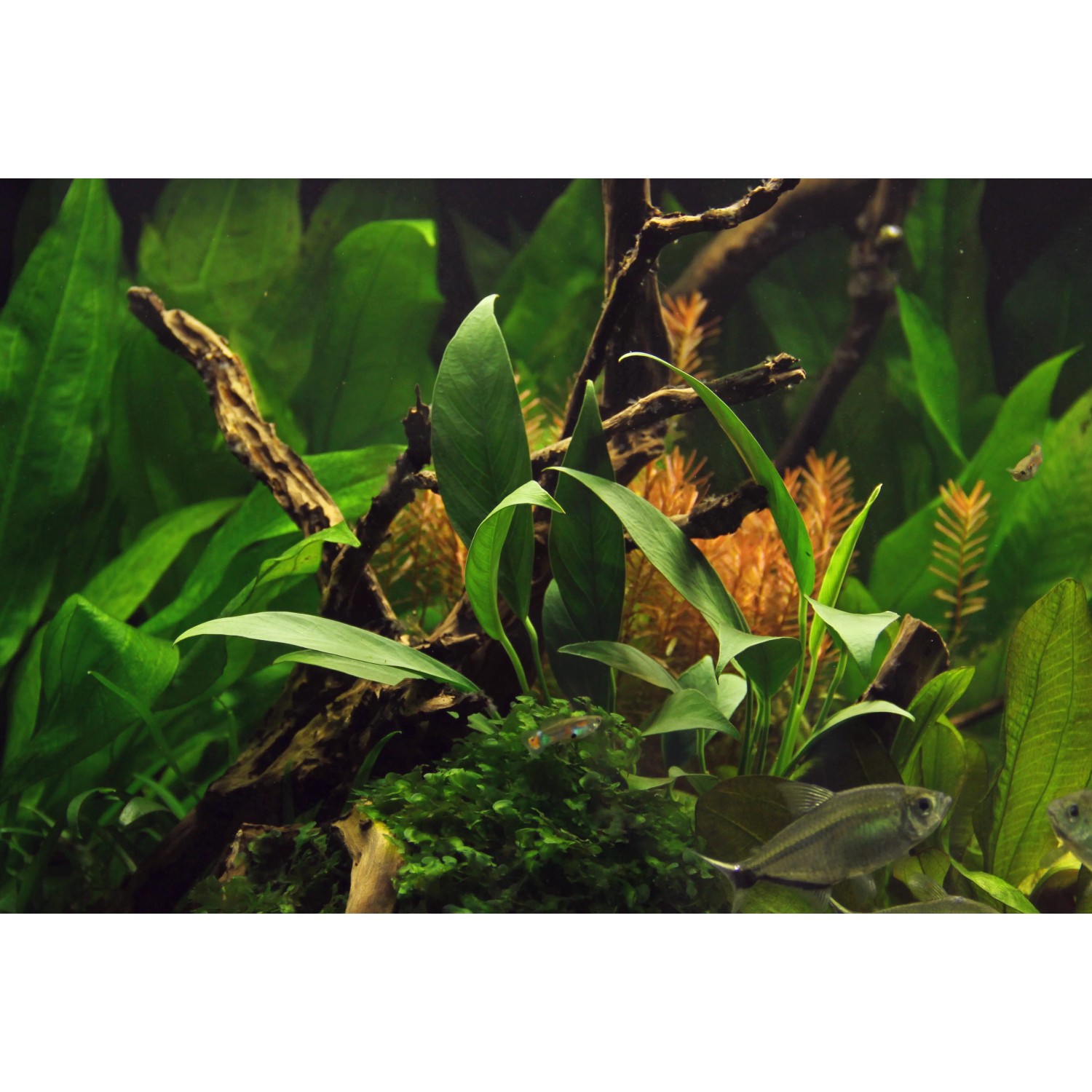 Dennerle Anubias barteri Glabra, eine grüne Aquariumpflanze für den Mittelgrund im Aquarium.
