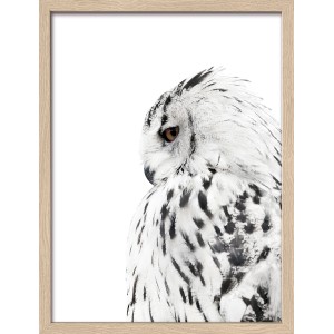 Bild mit Rahmen Anonymus Snow Owl 42,5 cm x 32,5 cm