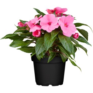 Rosa Edellieschen (Impatiens) im Topf, eine blühende Stehpflanze für sonnige bis schattige Standorte.