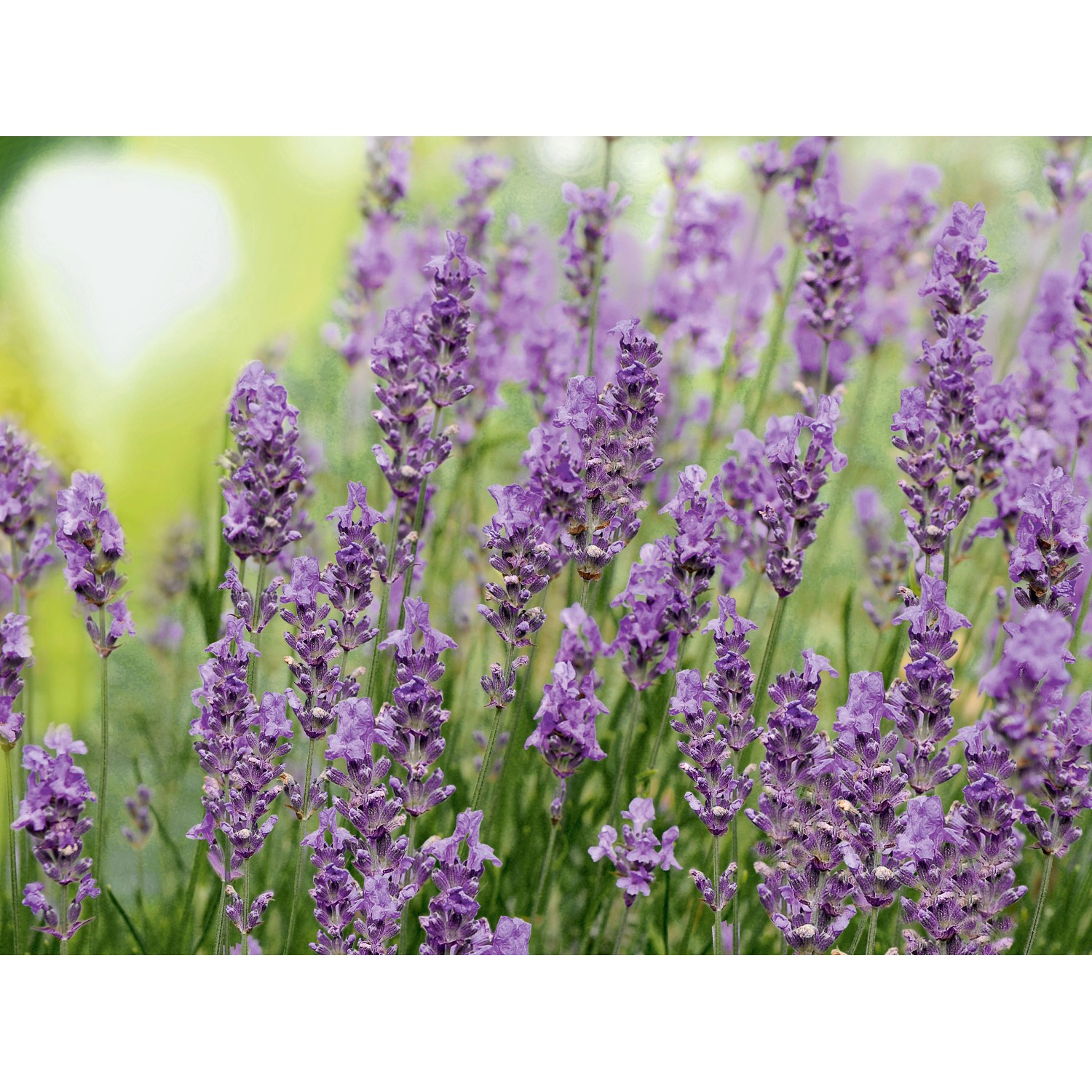 Blühender Lavendel (Lavandula Angustifolia) im Topf, ca. 15 cm hoch.