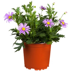 Blaues Gänseblümchen 'Magenta Delight' im Topf, magentafarbene Blüten mit gelber Mitte.