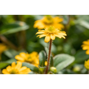 Husarenknöpfchen (Sanvitalia) im Topf, gelbe Blüten, ca. 10,5 cm Ø.