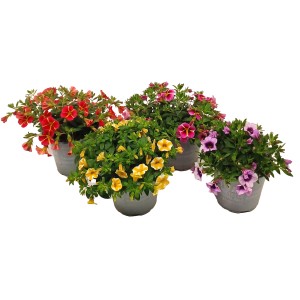 Verschiedenfarbige Zauberglöckchen (Calibrachoa) im Topf, eine blühende Balkonpflanze von GROW by OBI.