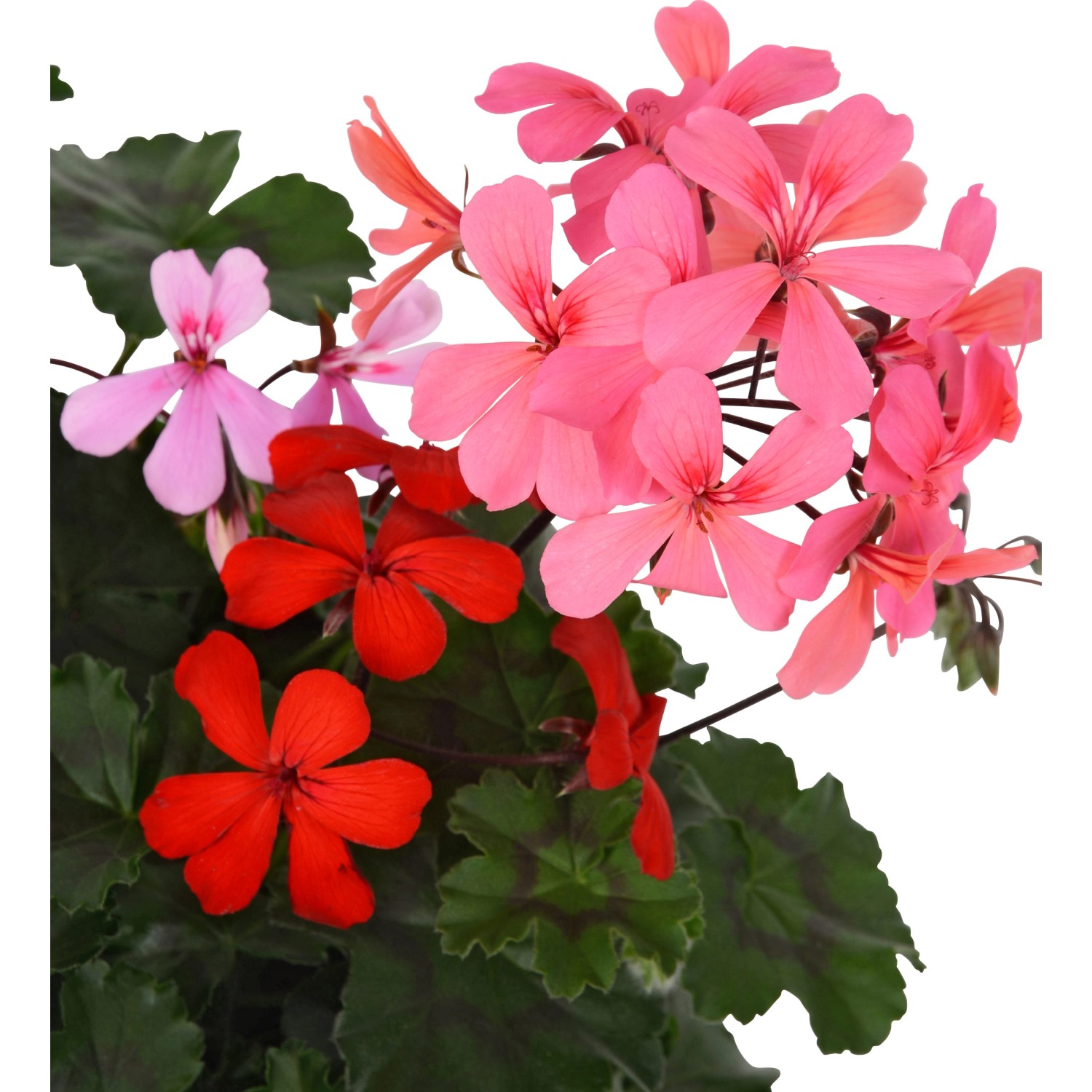 Traumgarten GeranienAmpel Dreifarbig TopfØ ca. 27 cm Pelargonium