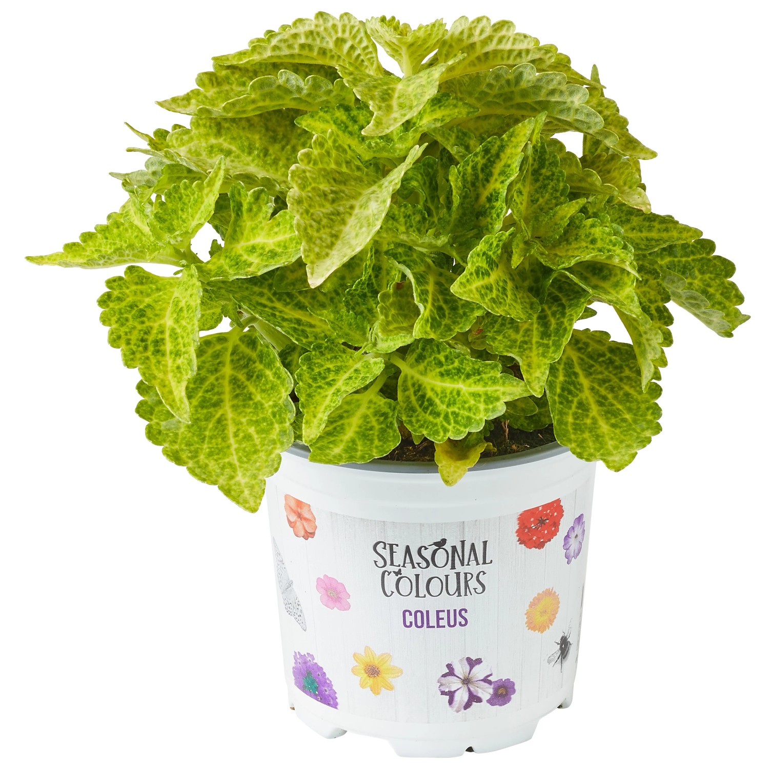 Buntnessel Sortenmix Topf- ca. 10,5 cm Coleus kaufen bei OBI