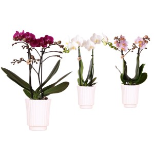 Schmetterlingsorchideen in drei Farben (lila, weiß, rosa) im weißen Keramiktopf.
