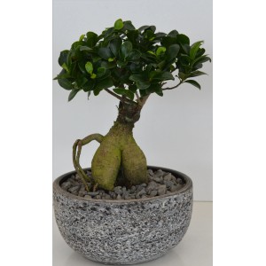 Ficus Bonsai in grauer Keramikschale, Topf ca. 24cm Ø. Zimmerpflanze für Innen.