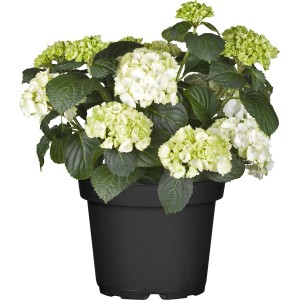 Bauernhortensie Topf ca. 7,5 l Hydrangea