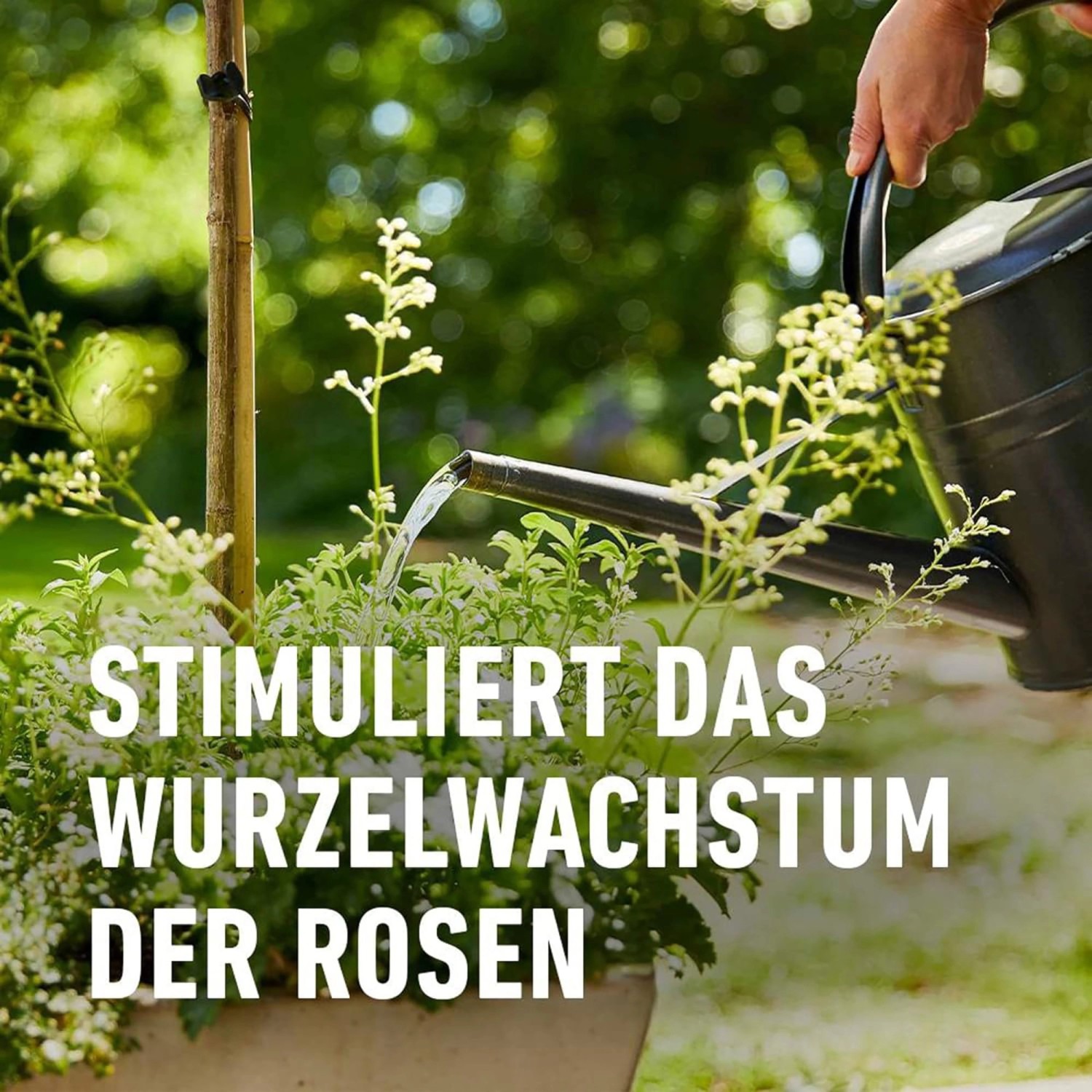 Compo Rosendünger 1 l_11