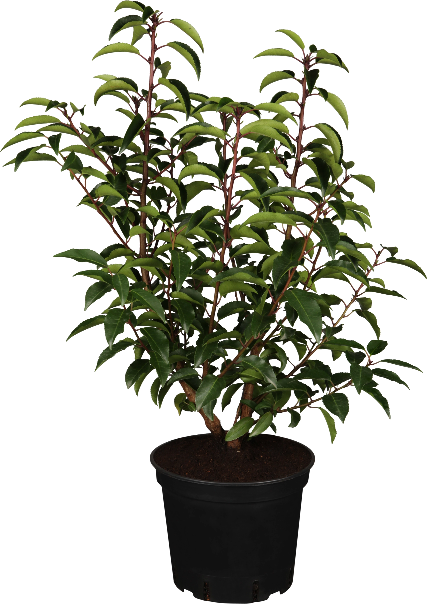 OBI Portugiesischer Kirschlorbeer "Angustifolia" Höhe ca. 50 60 cm