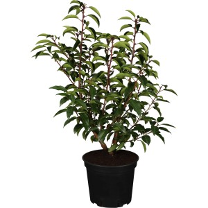 Portugiesischer Kirschlorbeer Angustifolia im Topf, ca. 50-60cm hoch, immergrün.