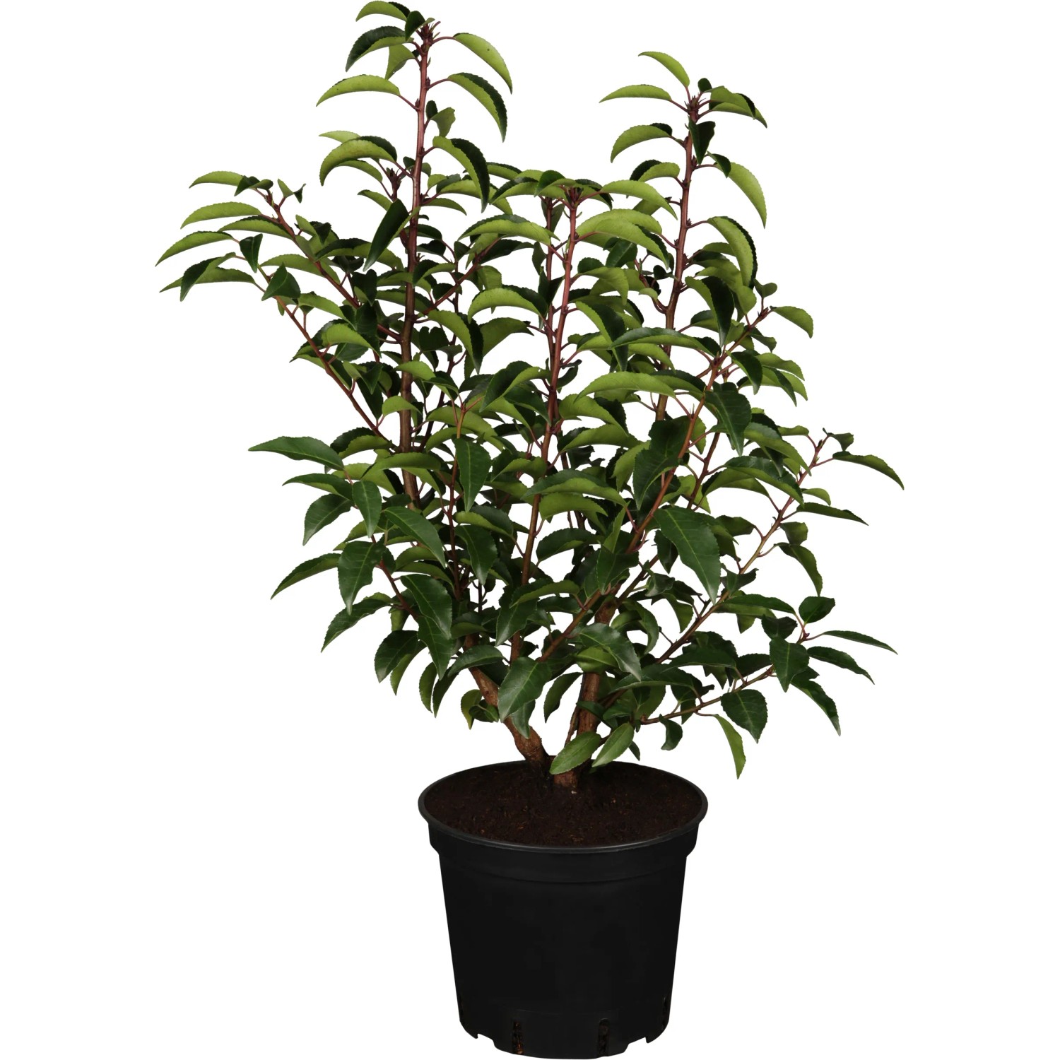 OBI Portugiesischer Kirschlorbeer "Angustifolia" Hhe ca. 50 - 60 cm Topf  ca. 5l kaufen bei OBI