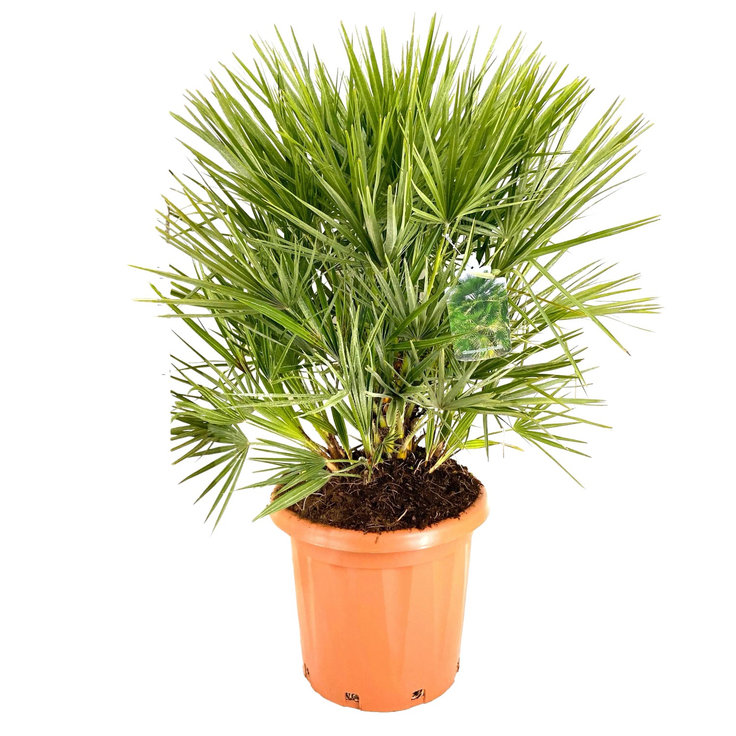 GROW by OBI Zwergpalme Höhe ca. 60