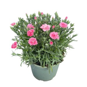 Gartennelken-Mischung im Topf, rosa Blüten, Höhe 35cm, Dianthus caryophyllus.