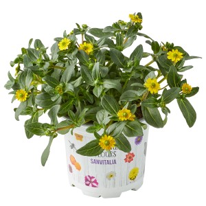 Husarenknöpfchen (Sanvitalia) im Topf, gelbe Blüten und grüne Blätter. Dekorative Staude für Balkon und Garten.