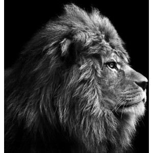 Kunstleinwand Grey Lion Head 27 cm x 27 cm x 2 cm