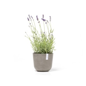 Ecopots Oslo Mini Pflanztopf, braungrau, 19x16,5cm, mit Lavendel bepflanzt.