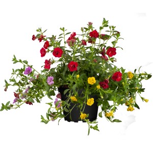 Zauberglöckchen Trio im Topf, Hängepflanze mit roten, gelben und lila Blüten.