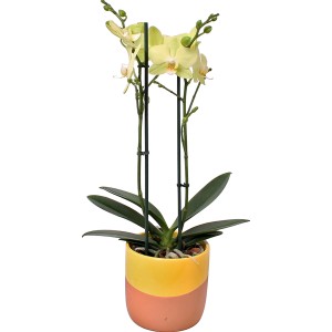Gelb-orange Schmetterlingsorchidee (Phalaenopsis) im Terrakotta-Topf, Topf-Ø ca. 12 cm.
