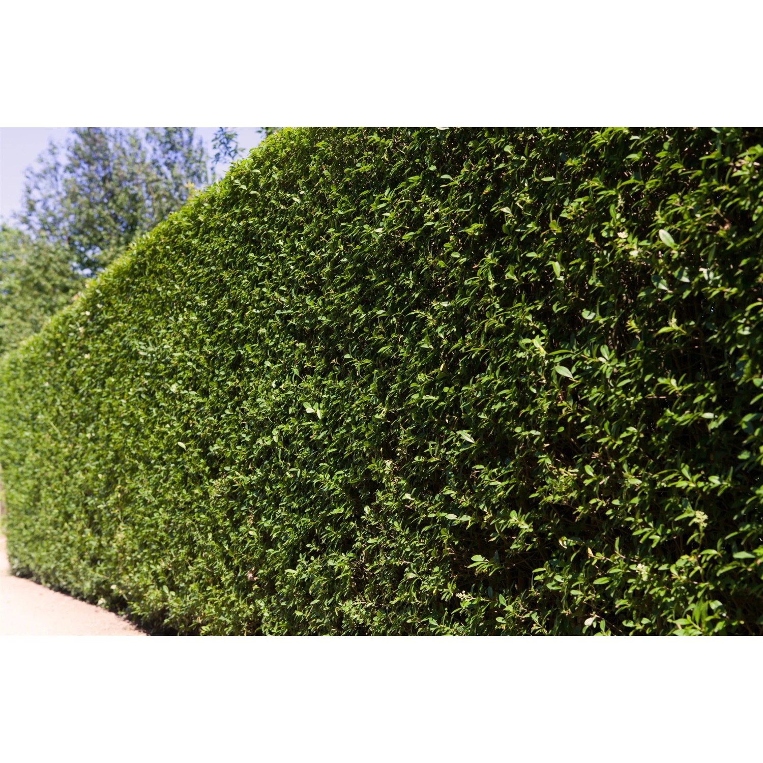GROW by OBI Ovalblttriger Liguster Ligustrum ovalifolium kaufen bei OBI