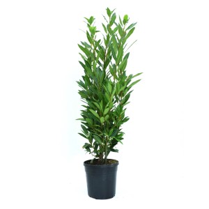 Echter Lorbeer (Laurus nobilis) im Topf, ca. 25 cm hoch, eine aromatische Kübelpflanze von GROW by OBI.