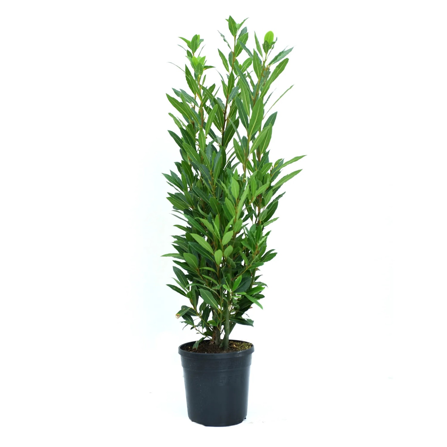 GROW by OBI Echter Lorbeer Hhe ca. 25 cm Topf ca. 3 l Laurus noblis kaufen  bei OBI
