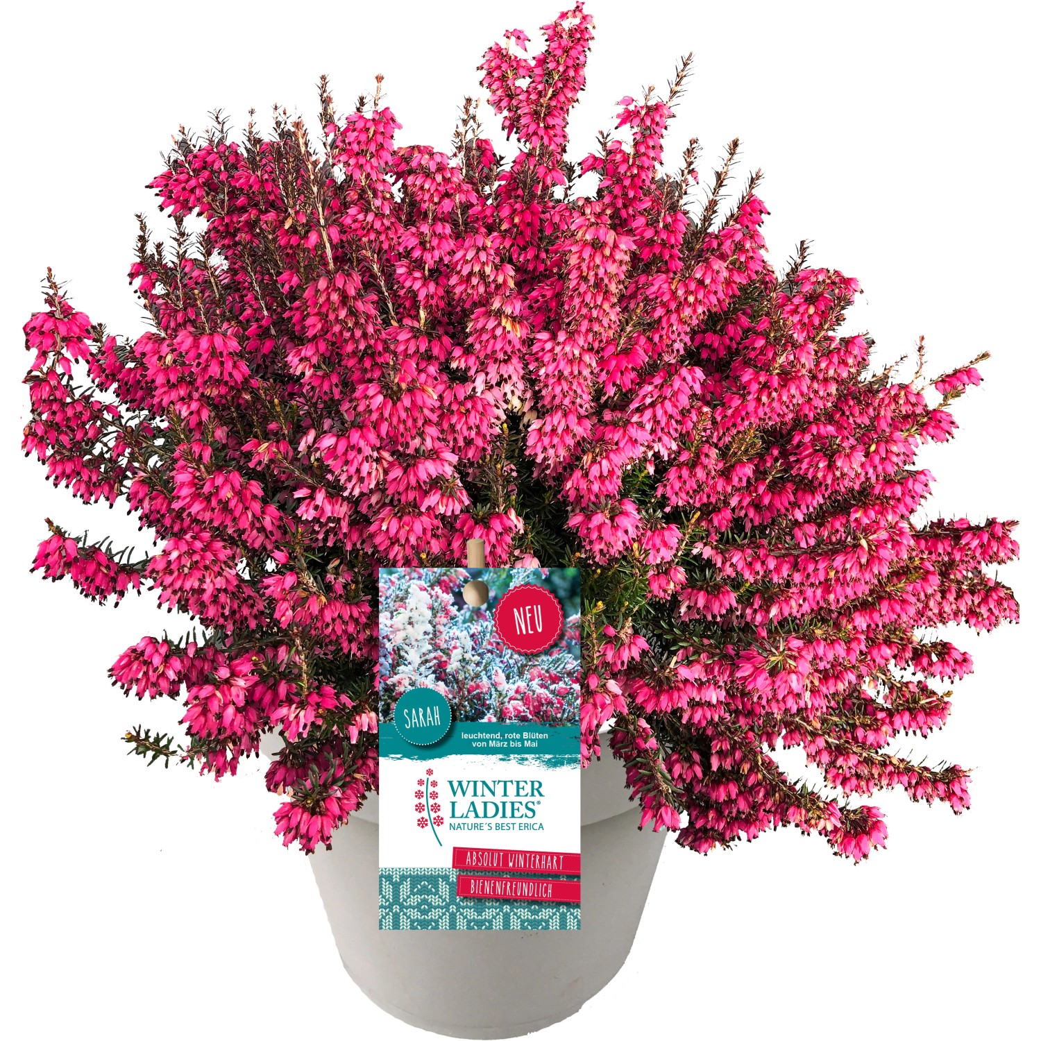 Schneeheide "Winter Ladies" TopfØ ca. 13 cm Erica carnea kaufen bei OBI