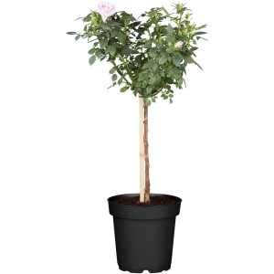 Halbstammrose Rosa Hybride im Topf, ca. 50 cm hoch, mit zartrosa Blüten.