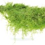 Dennerle Aquariumpflanze Taxiphyllum Barbieri Pad, grünes Moos für das Aquarium.