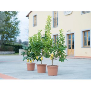 Drei Zitrusbüsche (Citrus mitis) im Topf, verschiedene Sorten, für Terrasse und Zimmer.